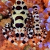 shrimp_coleman_bhr_tam_v_0371_bal6233.jpg